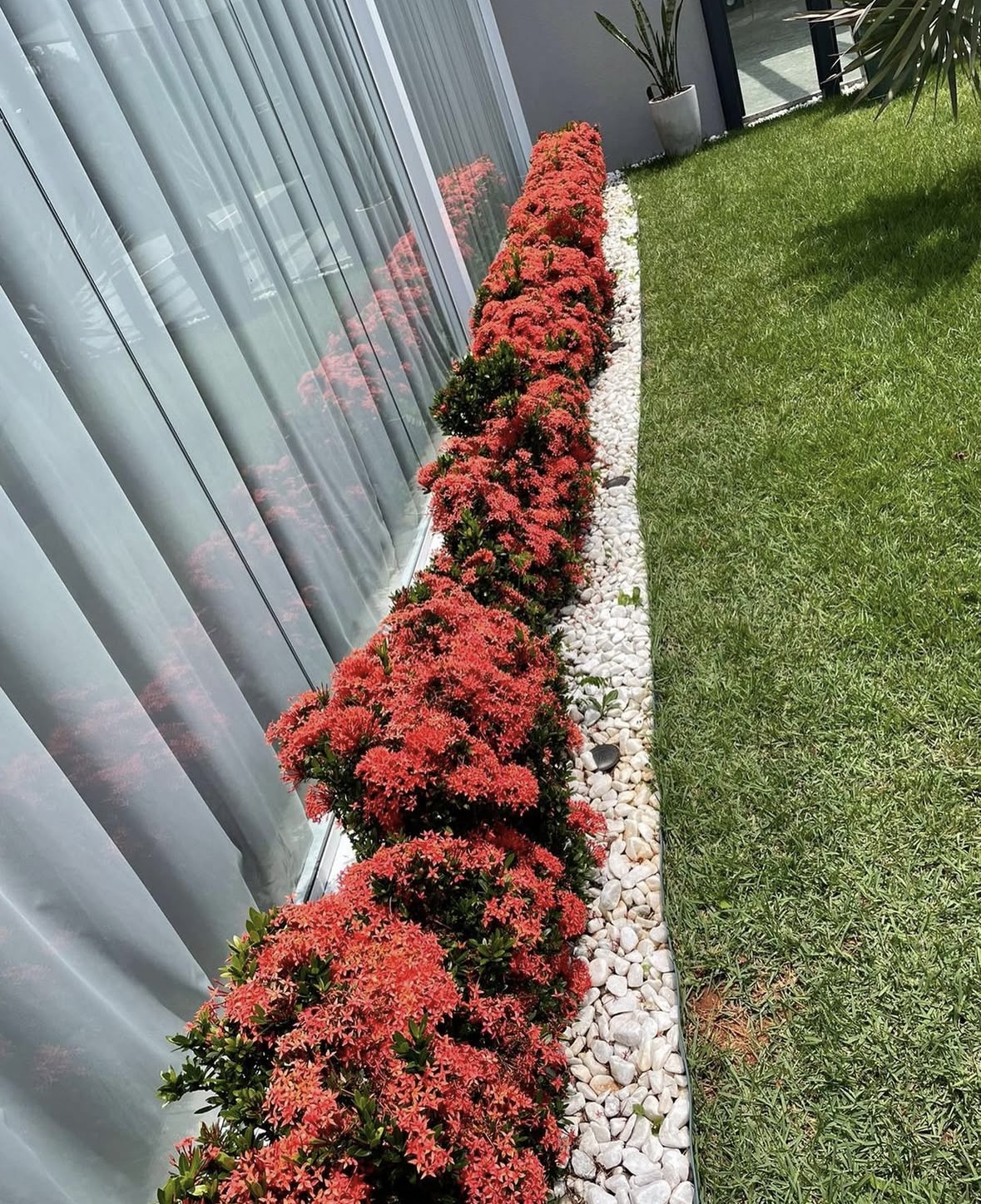 Jardim com Plantas Ornamentais