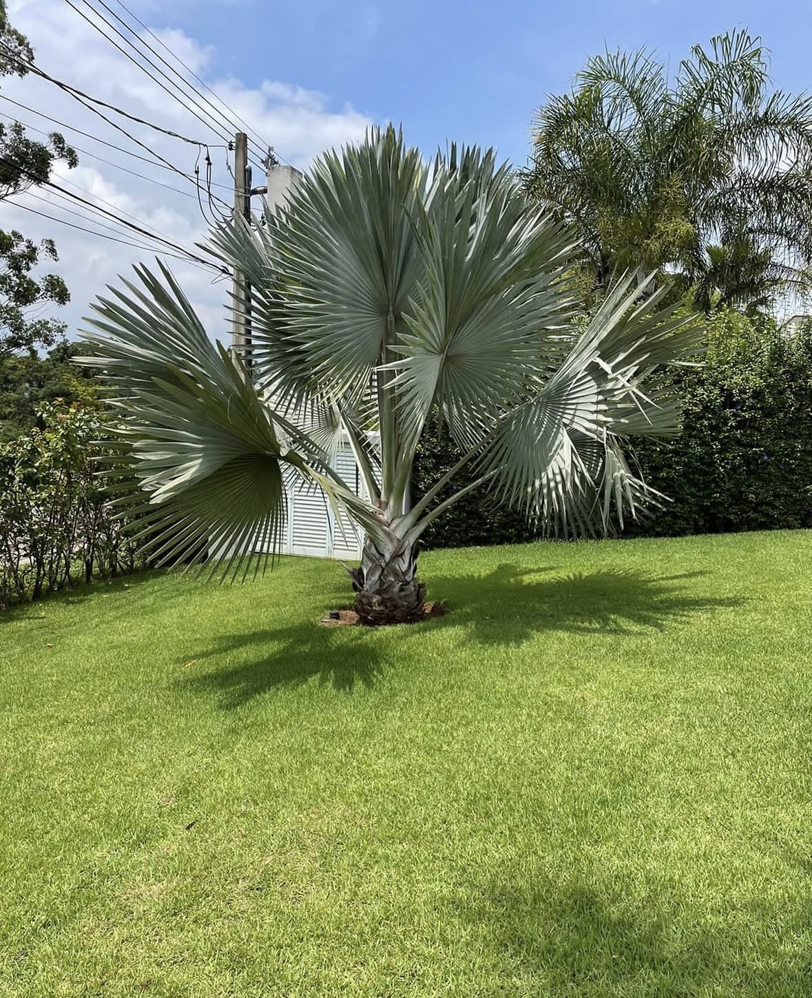 Paisagismo com Plantas
