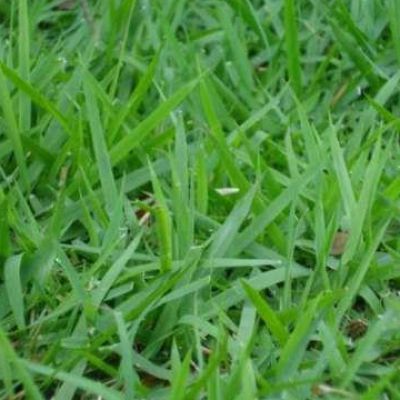 Grama Esmeralda - Residencial